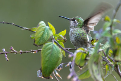 Hummer & flowers