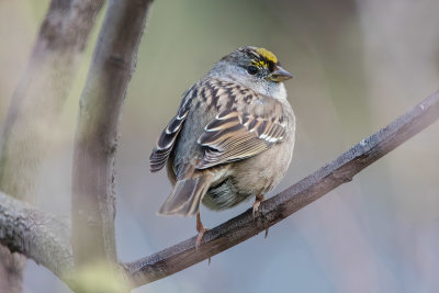 Fluffy Sparrow