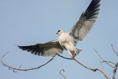 White-tailed Kite