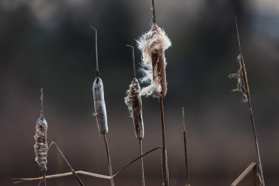 Cattails