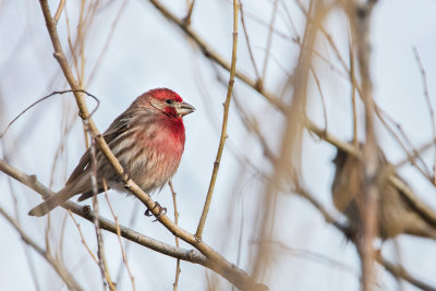 House Finch
