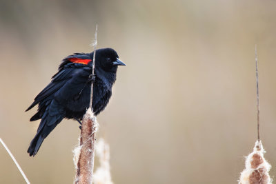 Red-winged Black Bird