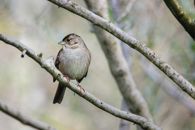 Sparrow