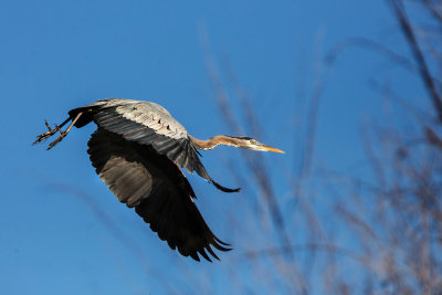 GBH Taking Off