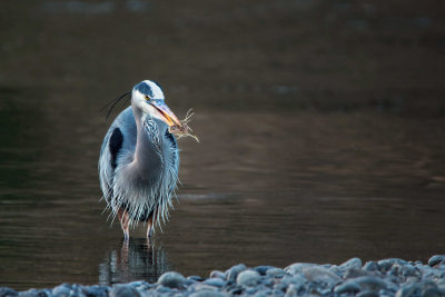 Happy Bird