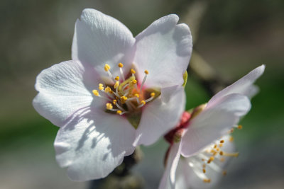 Almond Blossoms