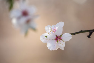 Almond Blossom