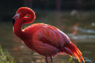 Flamingo