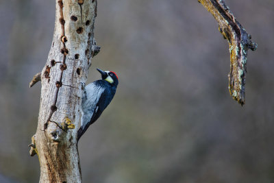 Acorn Woodpecker