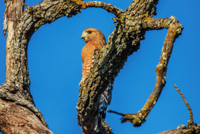 Red-shoulded Hawk