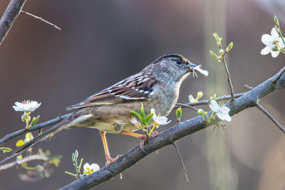 Spring Food