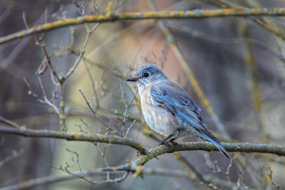 Bluebird