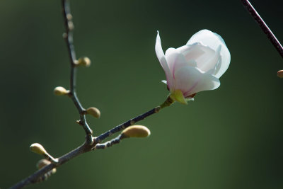 Magnolia Yulan