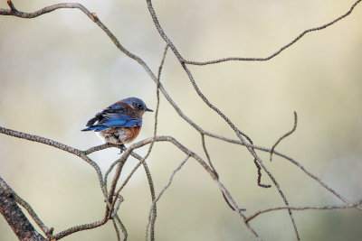 Bluebird