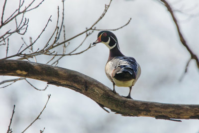 Duck on the Tree