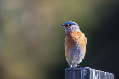 Bluebird