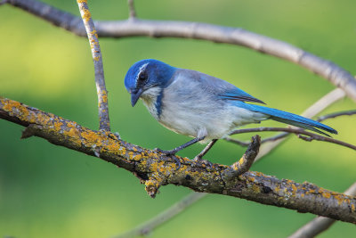 California Scrub Jay