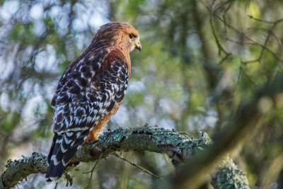 Red-shoulded Hawk
