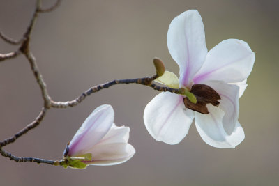 Magnolia Yulan