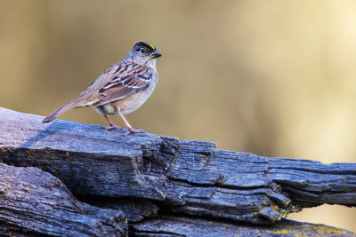 Golden-crowned Sparrow