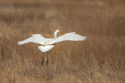 Egret