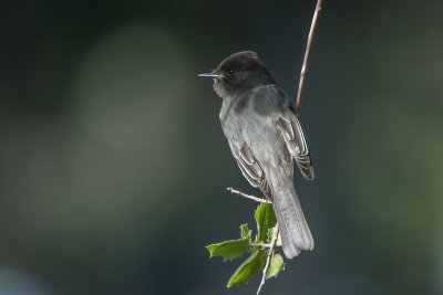 Black Phoebe