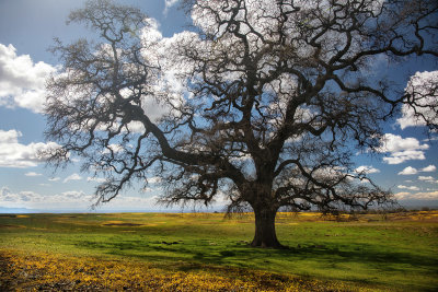 Oak Tree