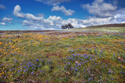 Table Mountain Spring