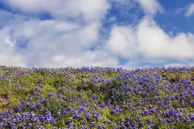 Lupines