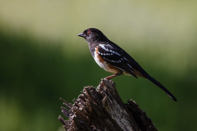 Spotted Towhee