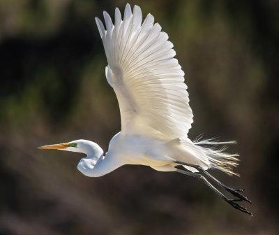 Great Egret