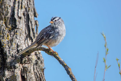 White-crowned Sparrow