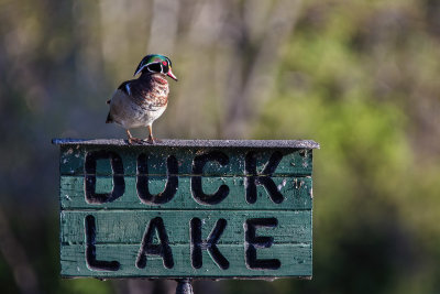 Duck Lake
