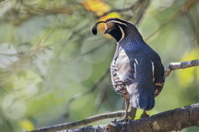 California Quail