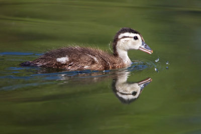 Duckling