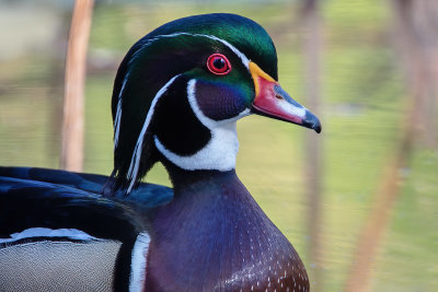 Wood Duck Portrait