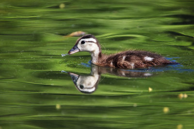 Duckling