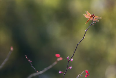 Dragonfly on Redbuds