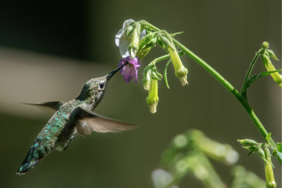 Anna's Hummingbird