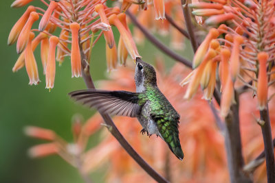 Hummer & Flowers