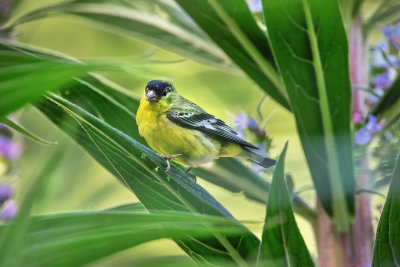 Lesser Goldfinch