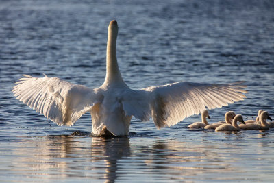 Mom & Kids