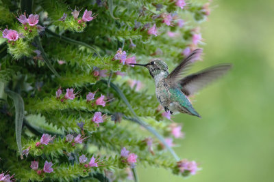 Hummer & Flowers