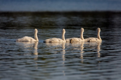 Four Little Swans