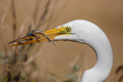 Egret Having A Lizard