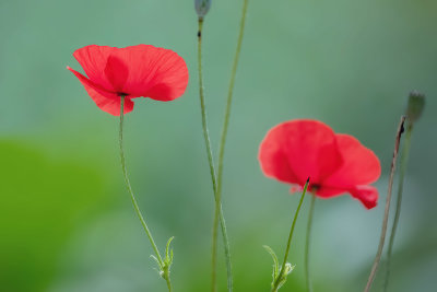 Poppies