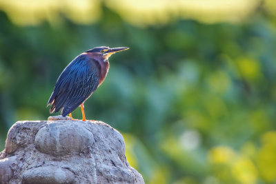 Green Heron