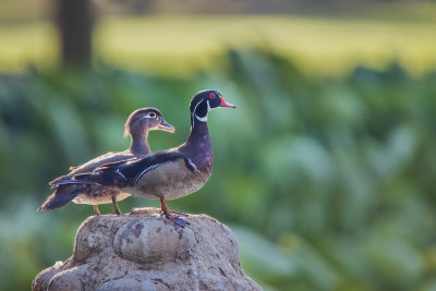 Wood Duck Couple