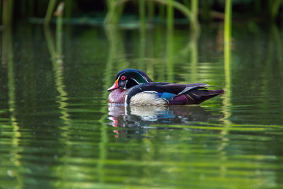 Wood Duck in Lotus Pond