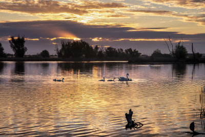 Swan Lake Morning